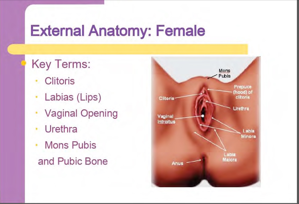 What Happens When You Have Anal Sex 81